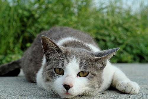 ねこ・・・ 画像