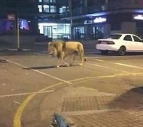 佐藤一輝容疑者の画像は？ライオン逃げたツイートが偽計業務妨害で御用！