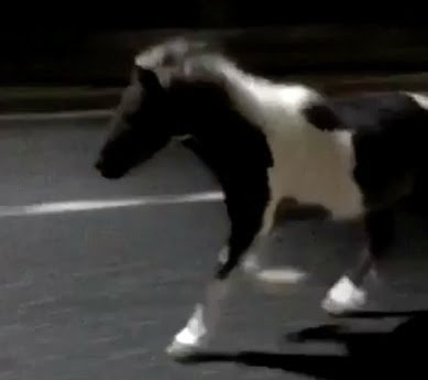 ポニー脱走のペットショップはどこ？渋谷区恵比寿の店舗を特定！