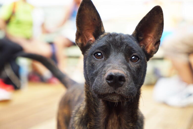 神 唯 が里親詐欺 犬虐待男の現在と真相は 画像拡散で話題に デイリーねっと366