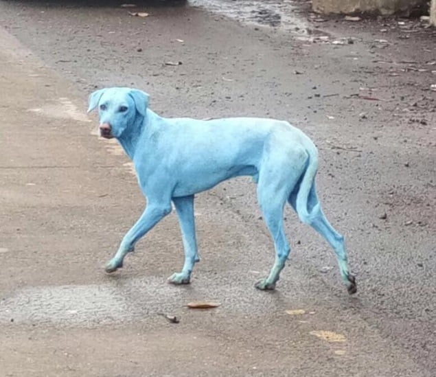 画像 青い犬がインドで増加中 神の化身 原因は染料や産業廃棄物 デイリーねっと366